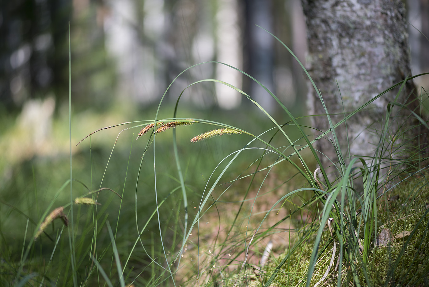 Image of Carex rostrata specimen.