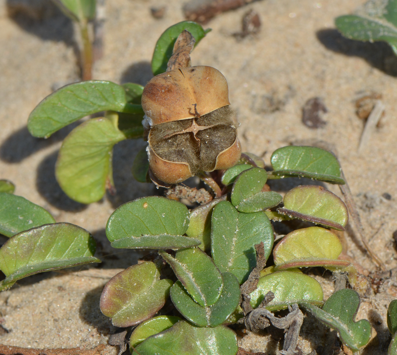 Image of Ipomoea imperati specimen.