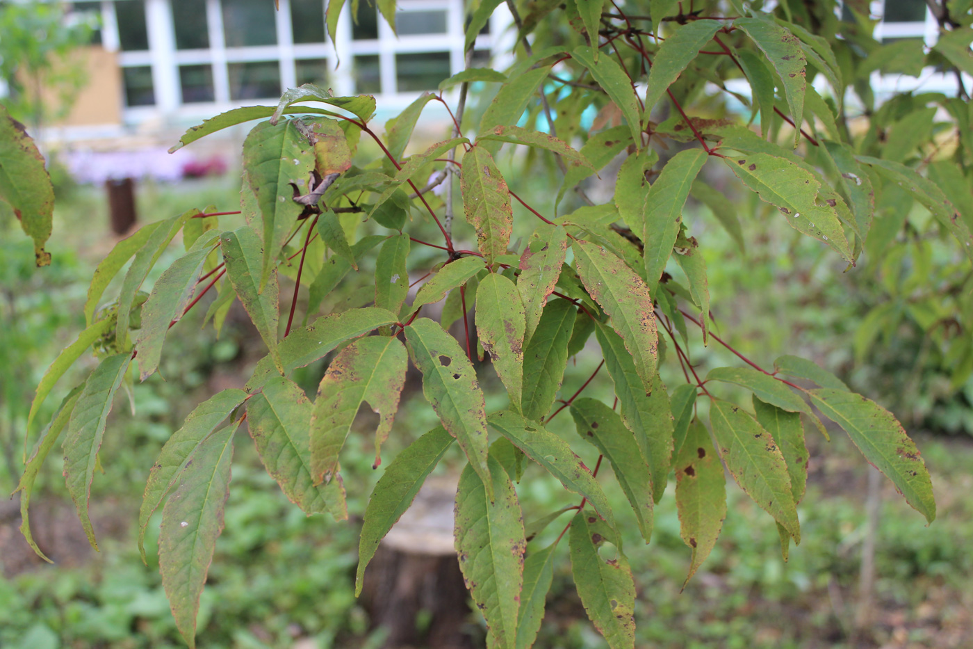 Image of Acer mandshuricum specimen.