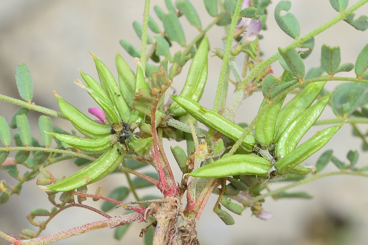 Изображение особи Astragalus psiloglottis.