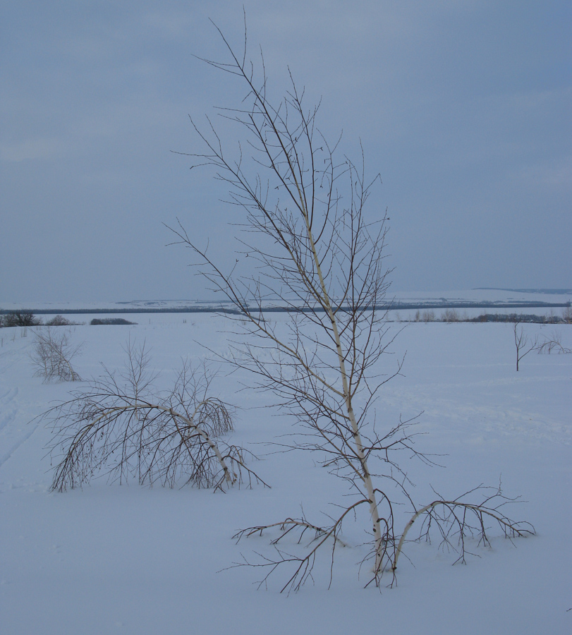 Изображение особи Betula pendula.