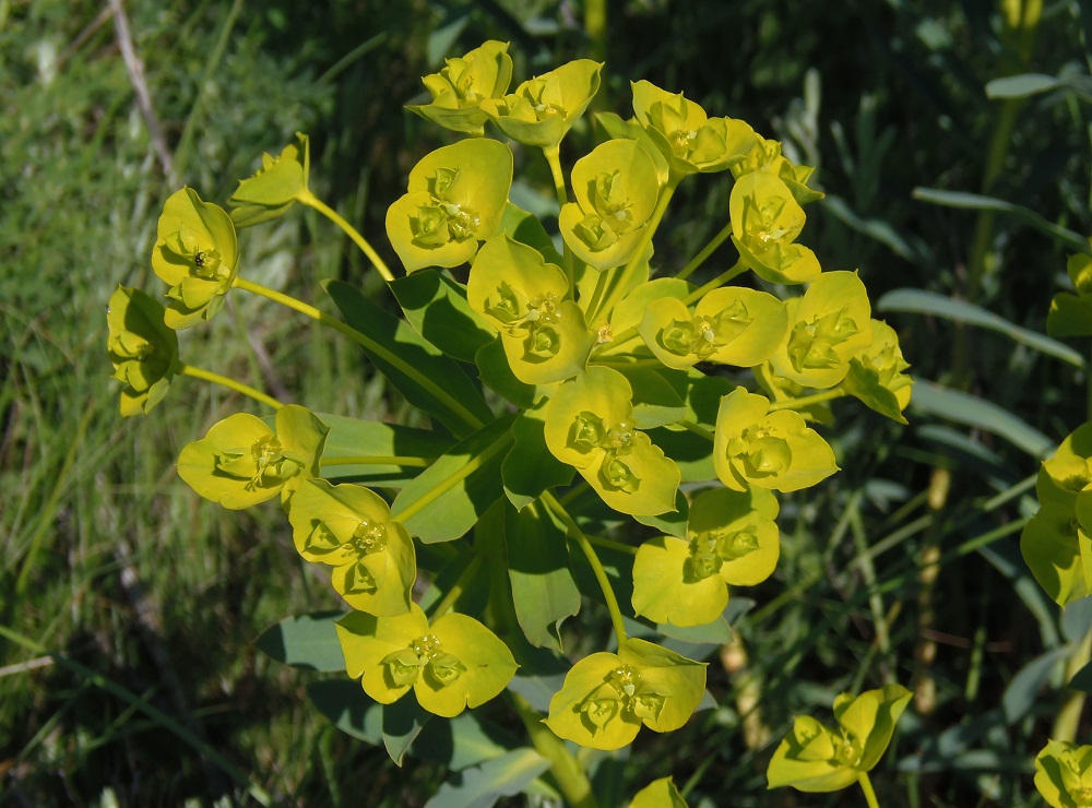 Изображение особи Euphorbia stepposa.