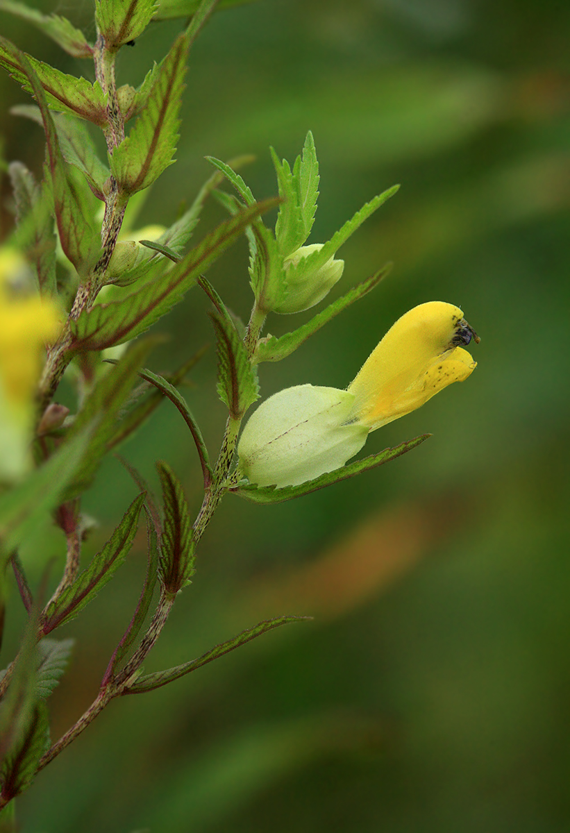 Изображение особи Rhinanthus apterus.