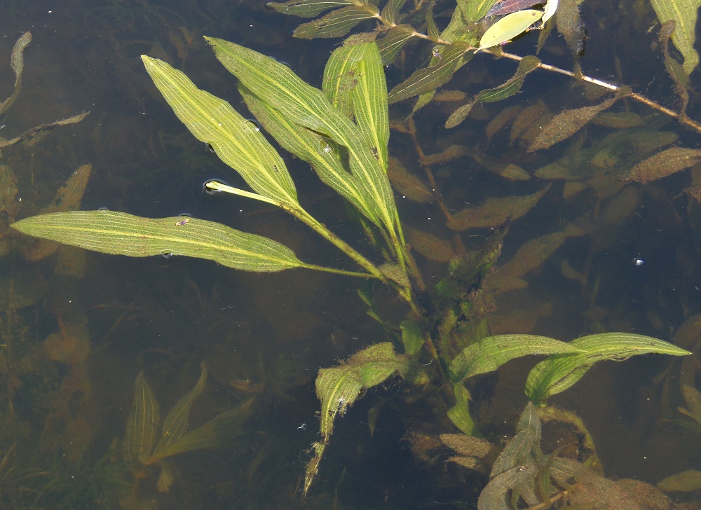 Image of genus Potamogeton specimen.