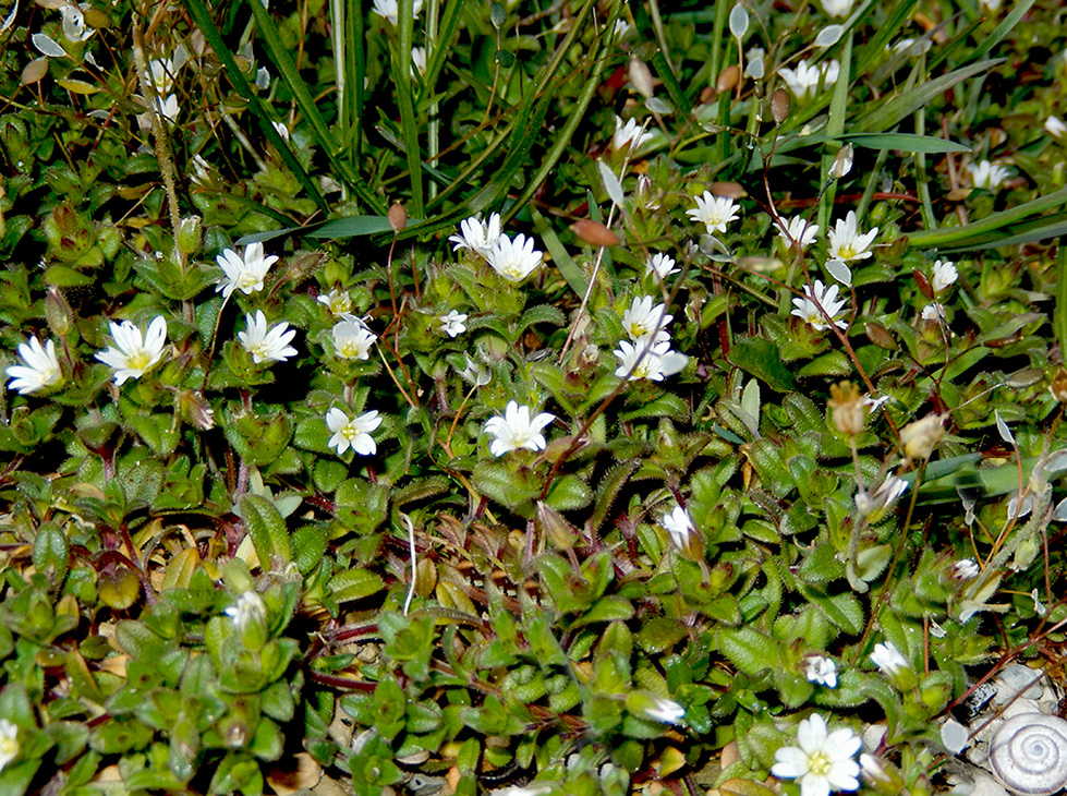 Image of Cerastium pumilum specimen.