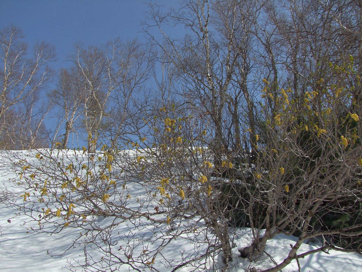 Изображение особи Duschekia fruticosa.