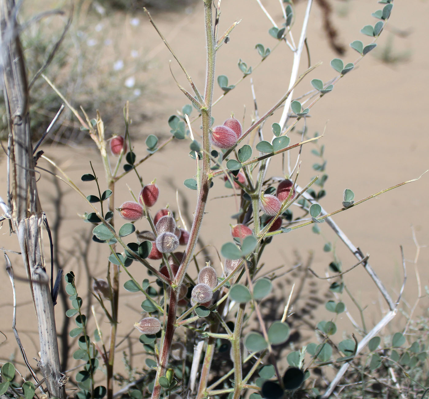 Изображение особи Astragalus winkleri.