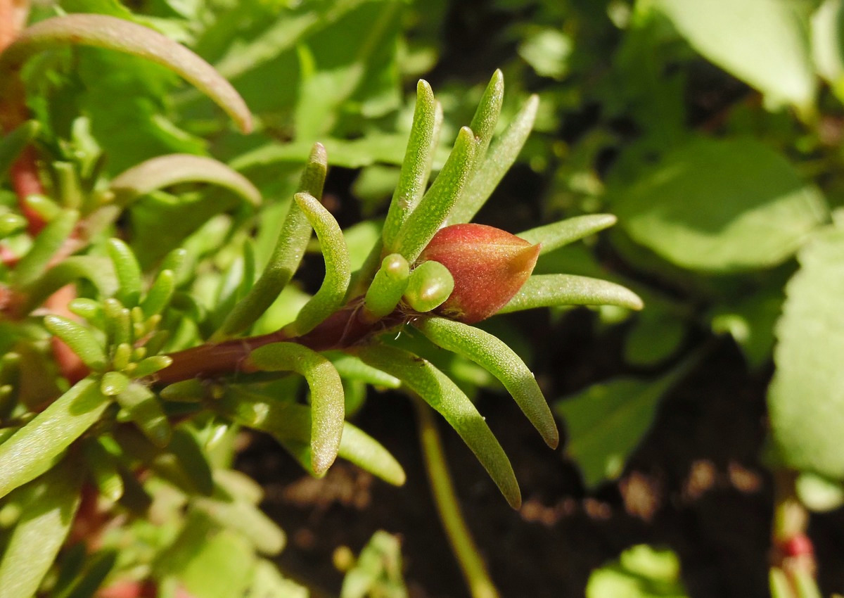 Image of Portulaca grandiflora specimen.