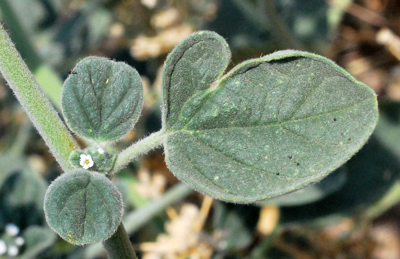 Image of Heliotropium ellipticum specimen.