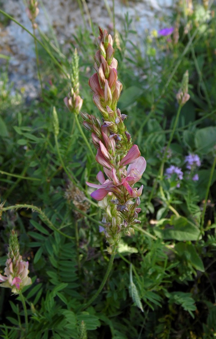 Image of Onobrychis petraea specimen.