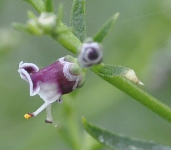 Image of Scrophularia bicolor specimen.