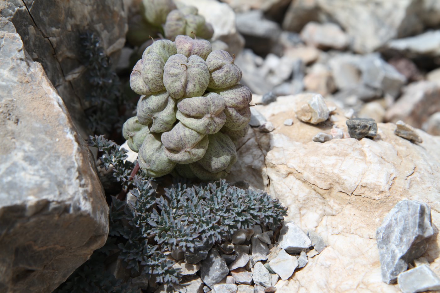 Изображение особи Cysticorydalis fedtschenkoana.