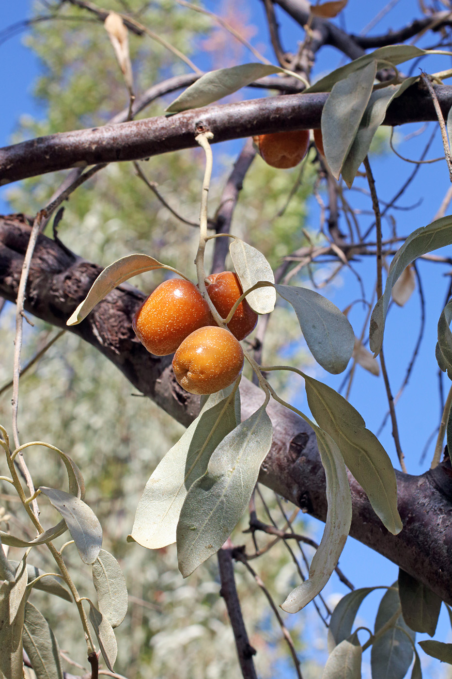 Image of Elaeagnus orientalis specimen.