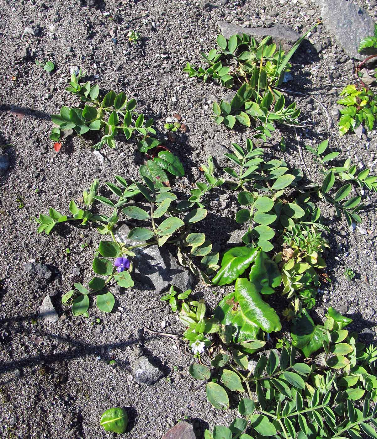 Image of Lathyrus japonicus specimen.