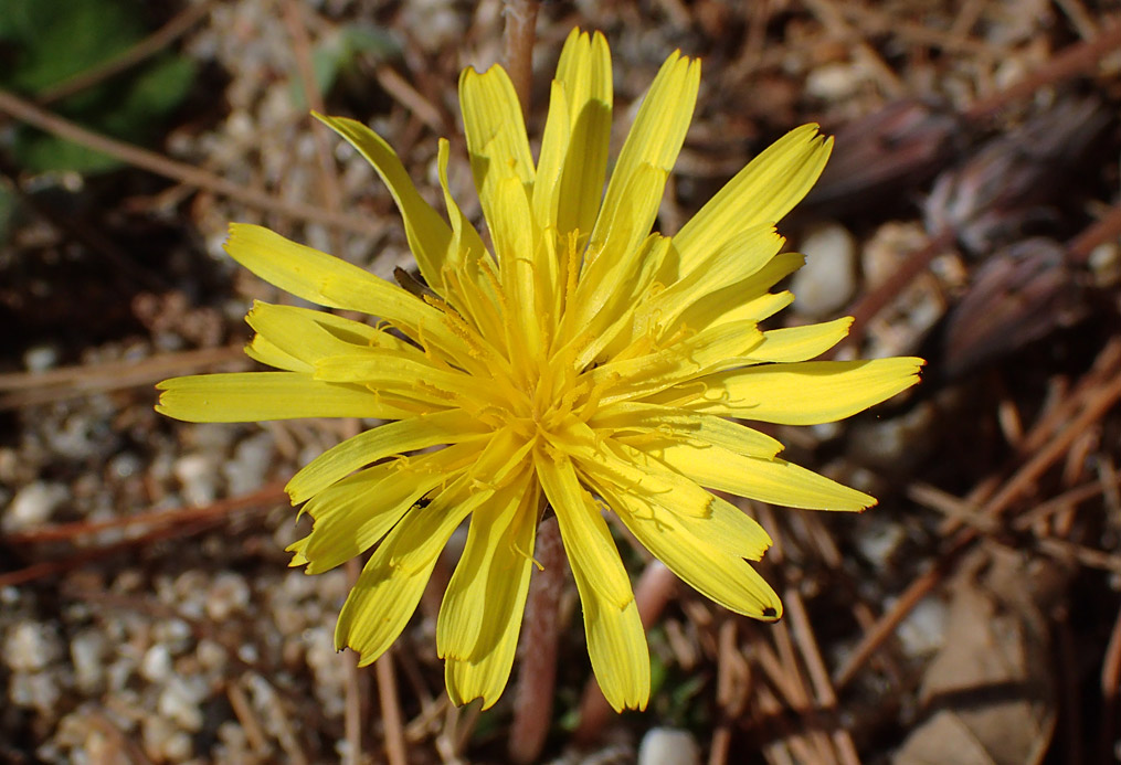 Изображение особи род Taraxacum.