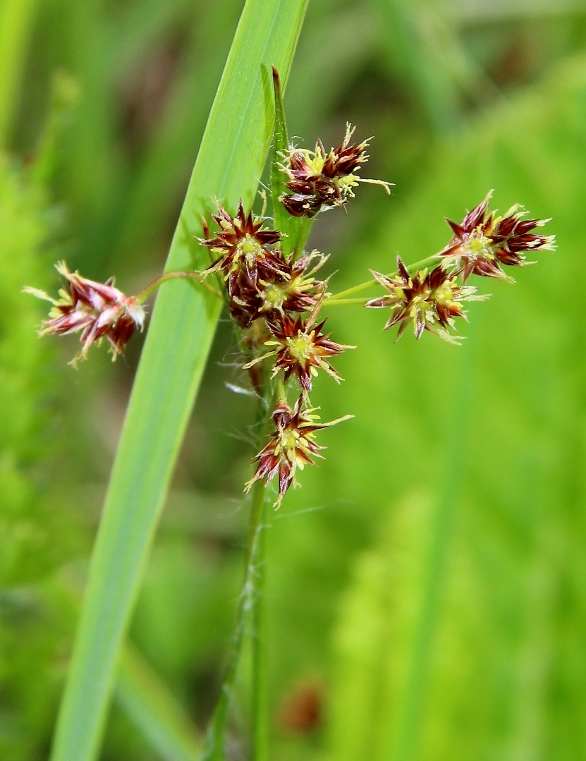 Изображение особи Luzula multiflora.