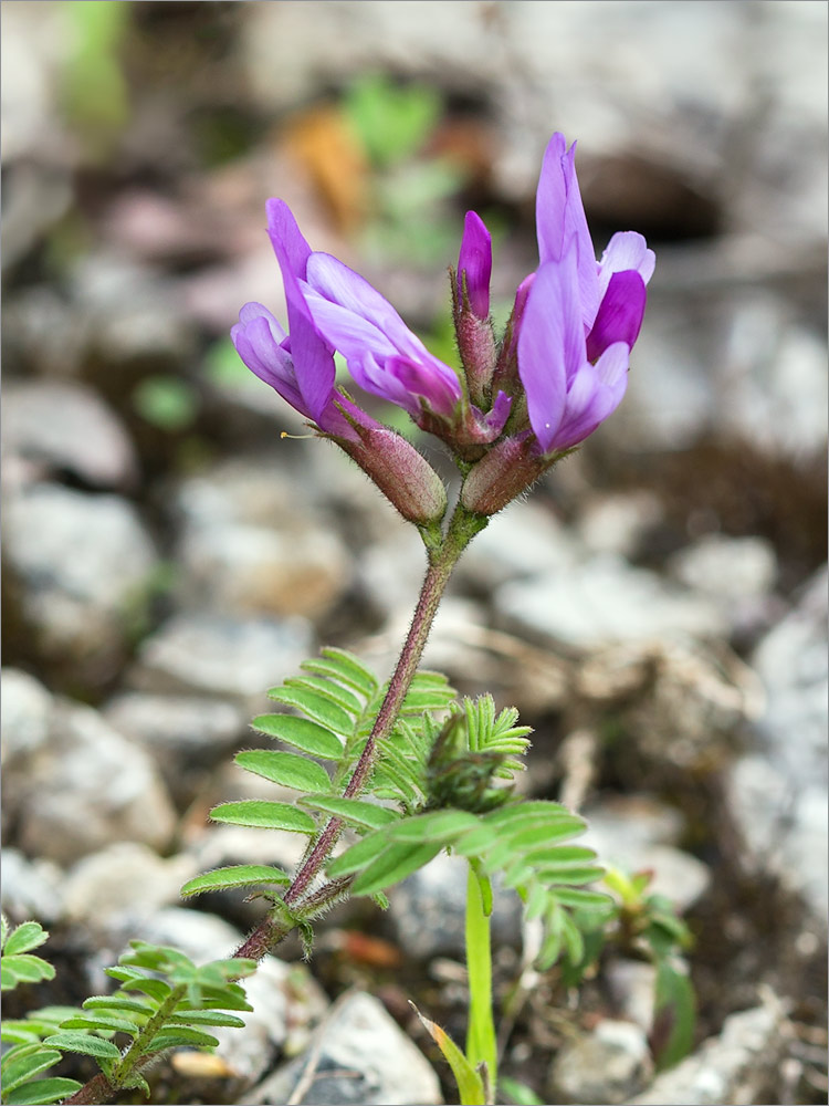 Изображение особи Astragalus humifusus.