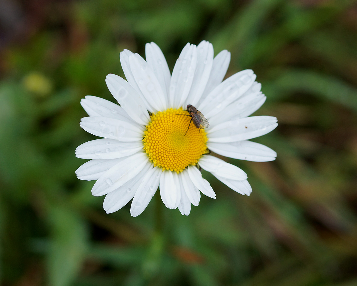 Image of Leucanthemum ircutianum specimen.