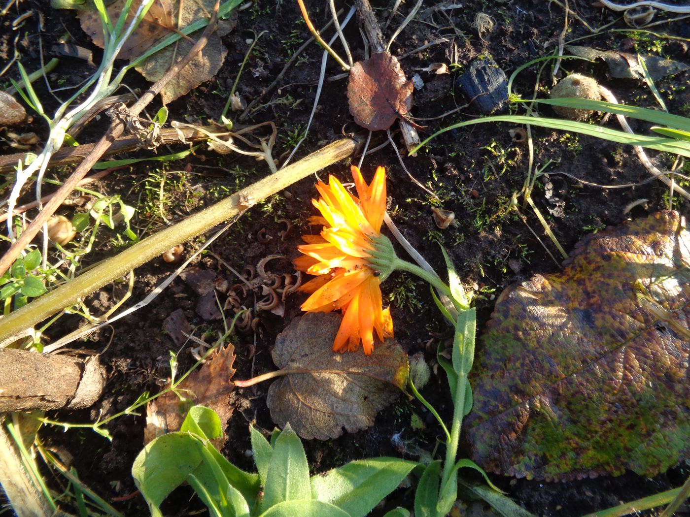 Image of Calendula officinalis specimen.