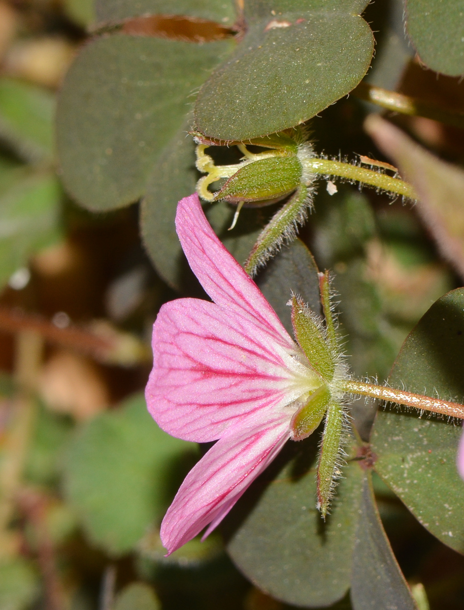 Image of genus Oxalis specimen.