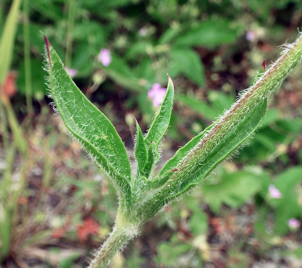 Image of Silene dichotoma specimen.