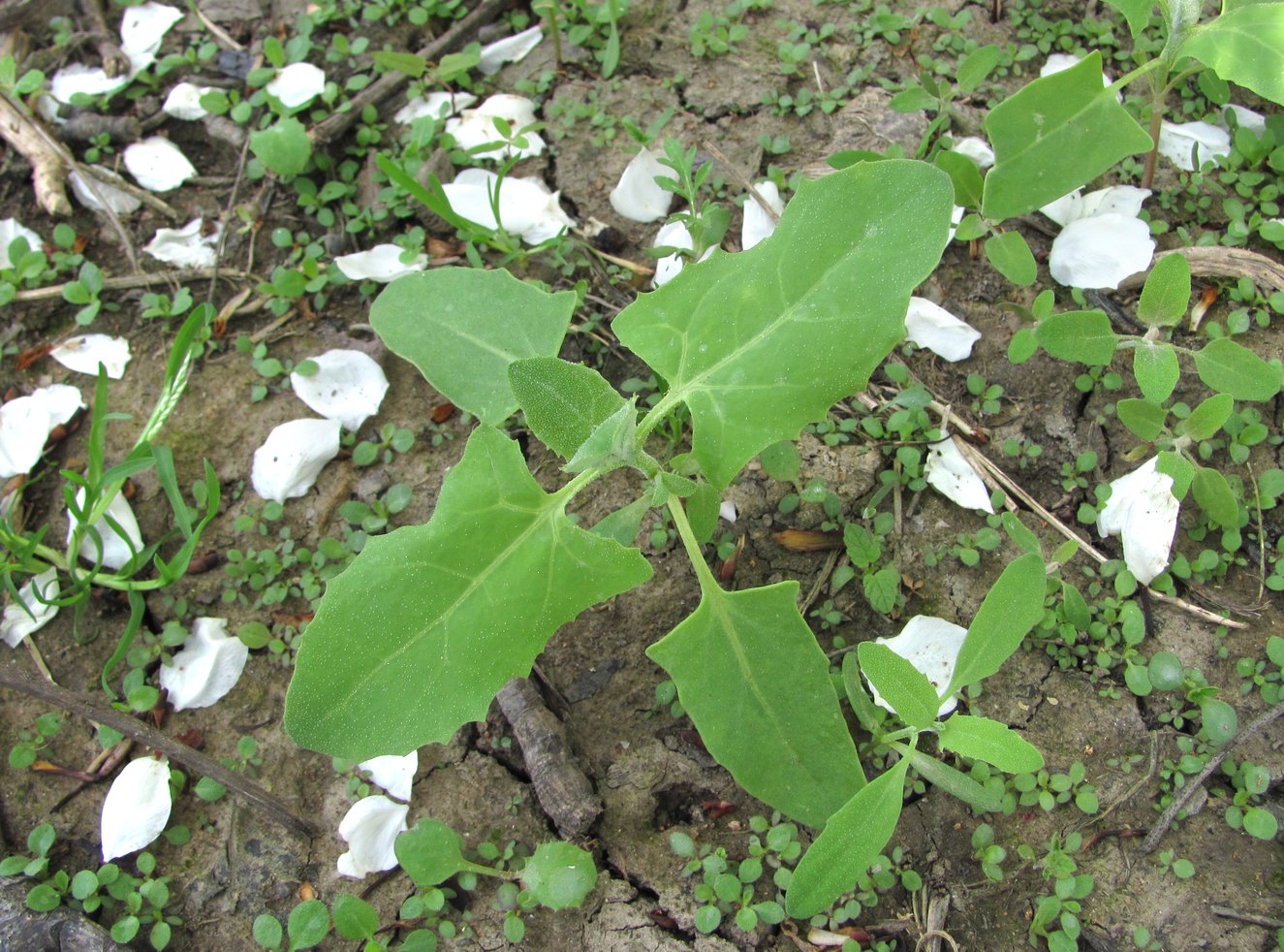 Image of Atriplex sagittata specimen.