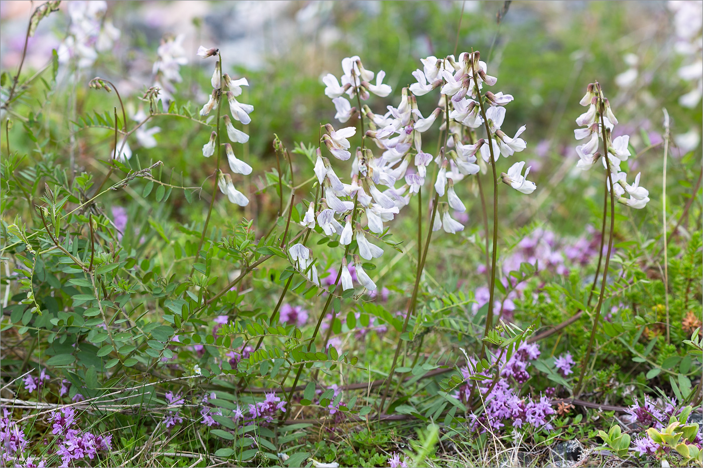 Изображение особи Vicia sylvatica.