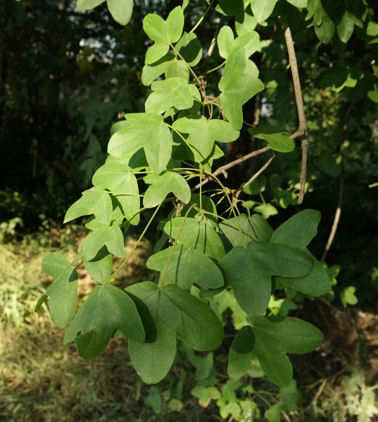 Image of Acer monspessulanum specimen.