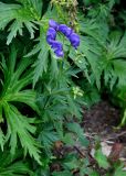 Aconitum martjanovii. Цветущее растение. Красноярский край, Ермаковский р-н, природный парк \"Ергаки\", гора Птица, ≈ 2000 м н.у.м., субальпийский луг. 17.07.2018.