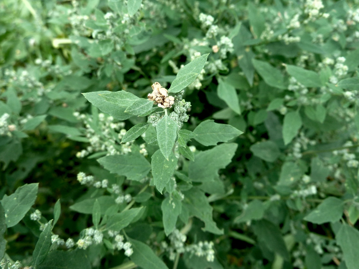 Изображение особи род Chenopodium.