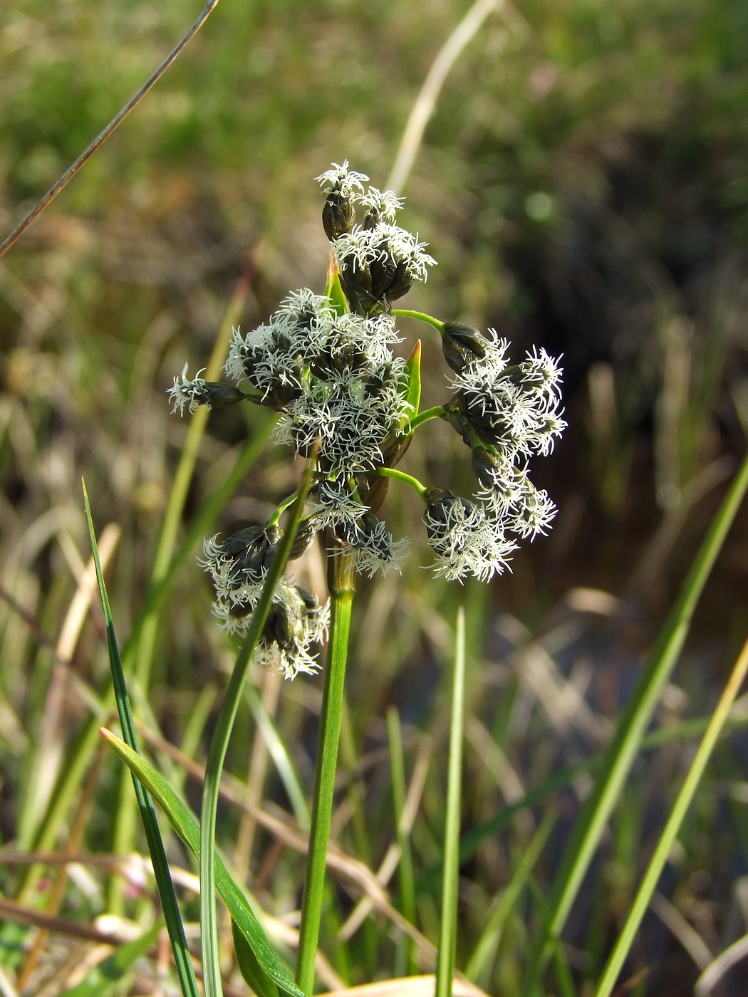 Изображение особи Scirpus maximowiczii.