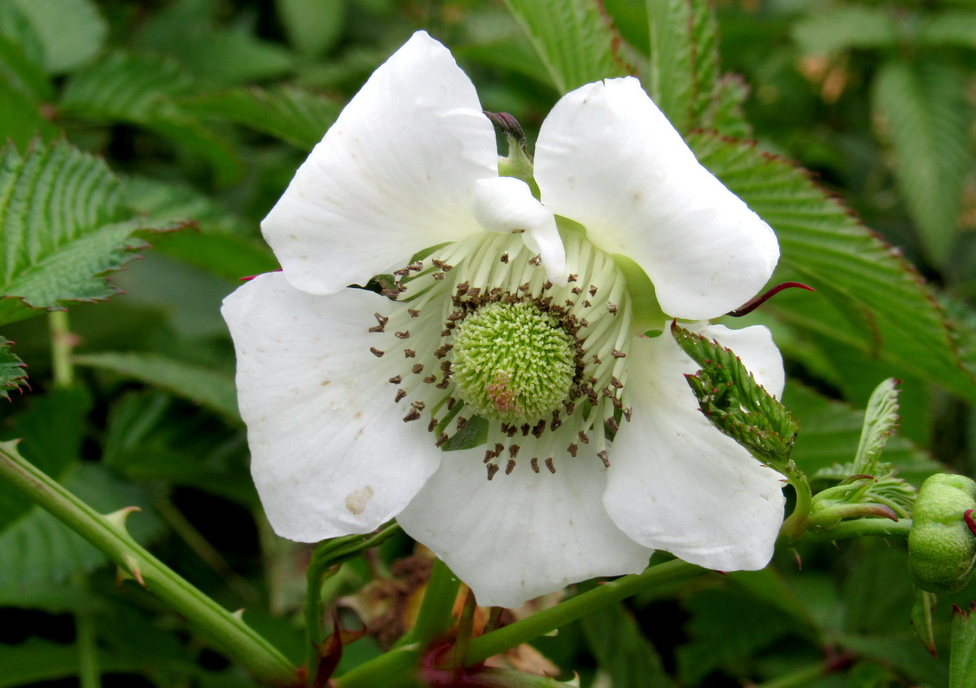 Изображение особи Rubus illecebrosus.