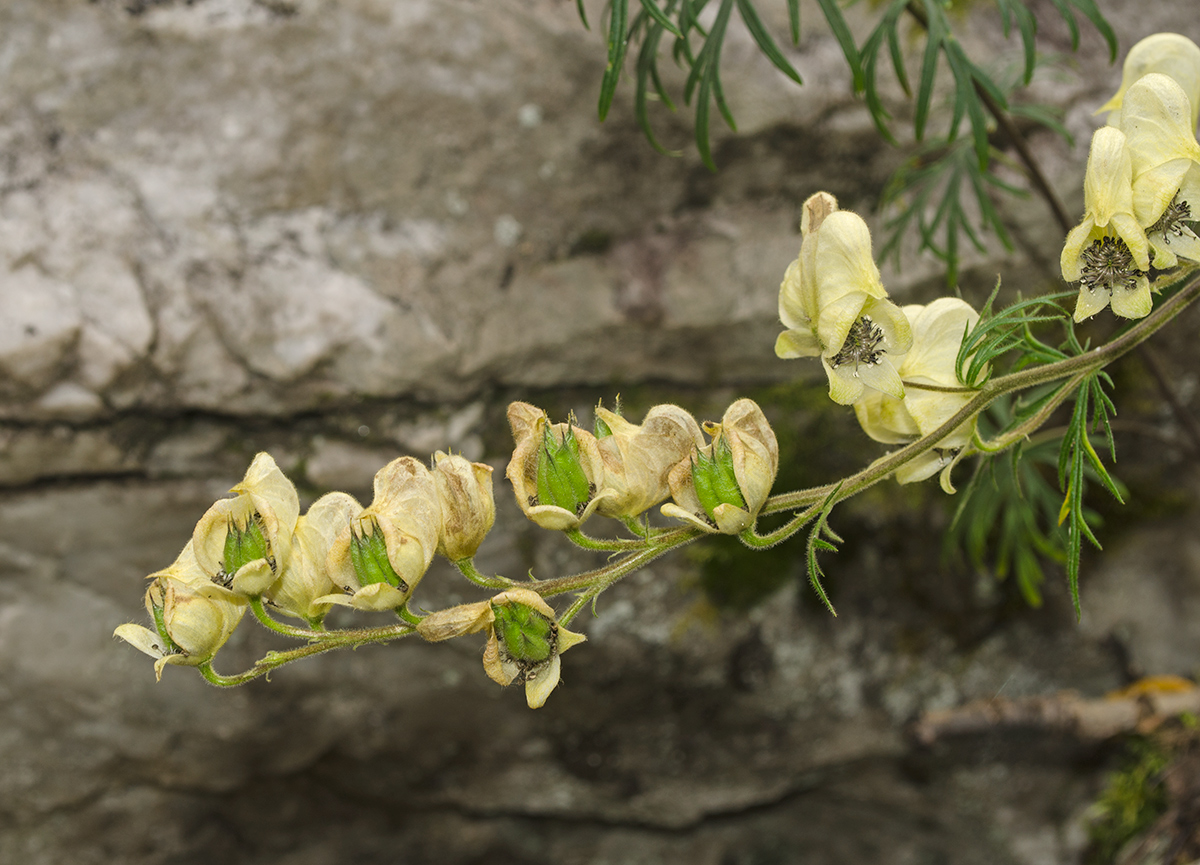 Image of Aconitum nemorosum specimen.