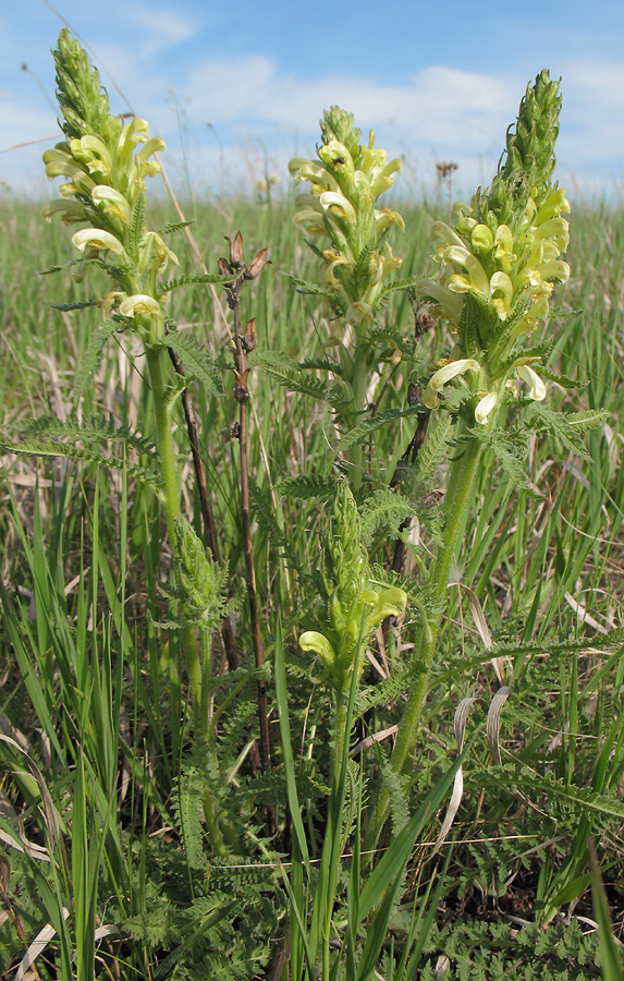 Image of Pedicularis kaufmannii specimen.