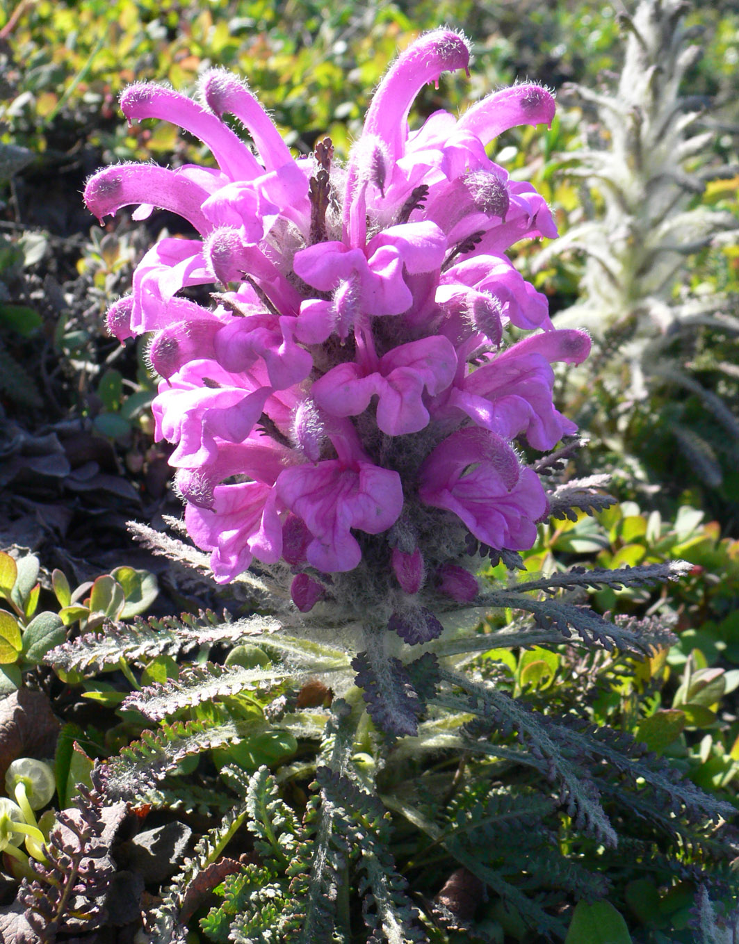 Image of genus Pedicularis specimen.