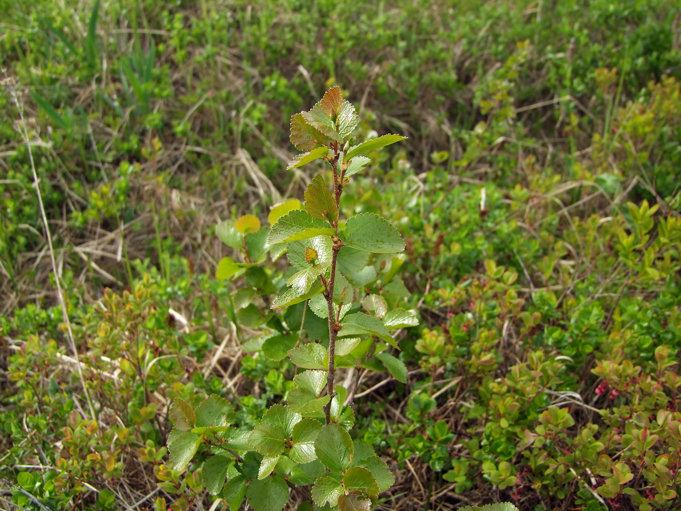 Изображение особи Betula divaricata.