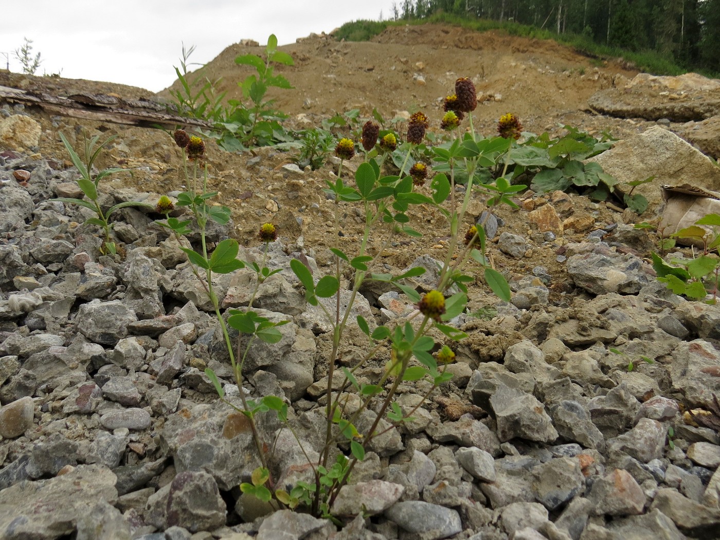 Image of Trifolium spadiceum specimen.