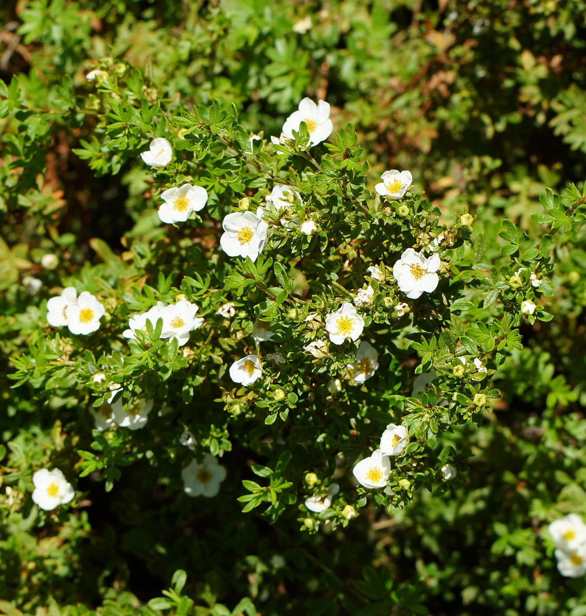 Image of Dasiphora fruticosa specimen.