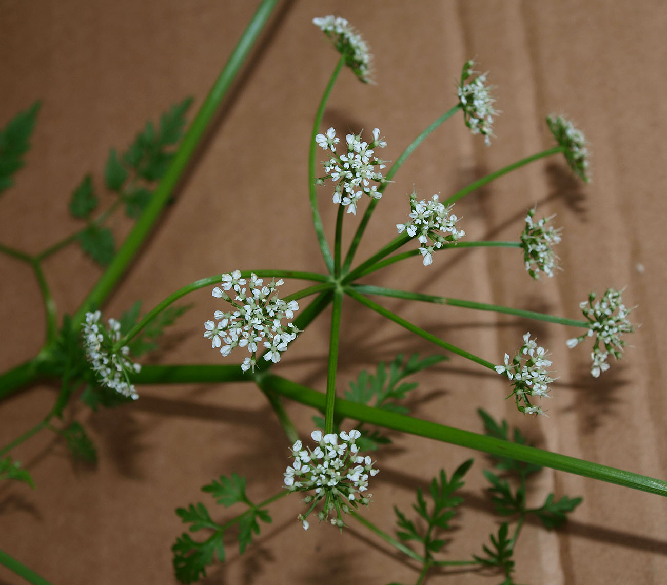 Image of Oenanthe aquatica specimen.