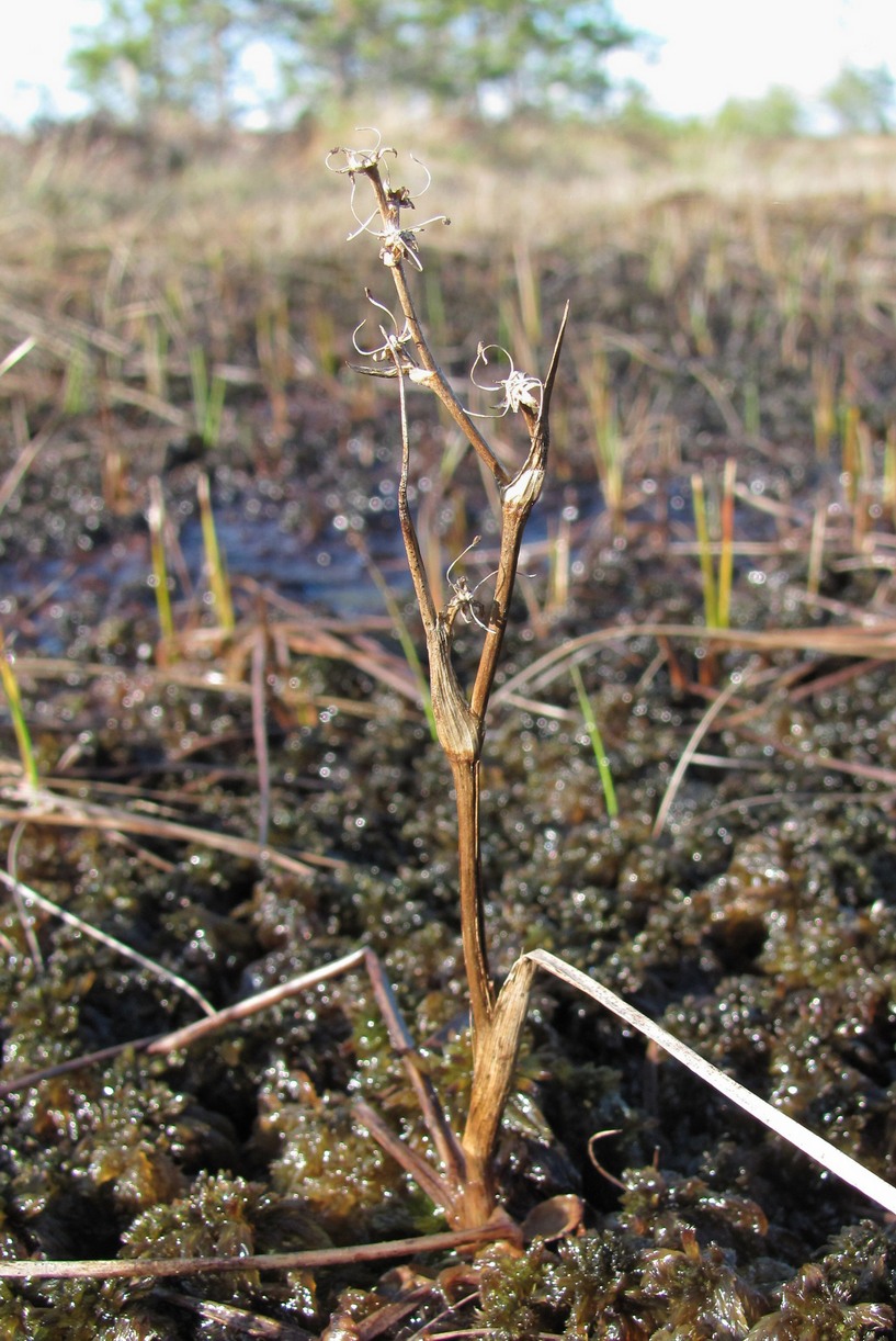 Image of Scheuchzeria palustris specimen.