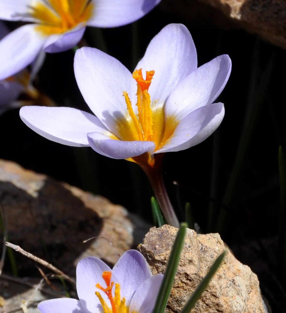 Image of Crocus cyprius specimen.