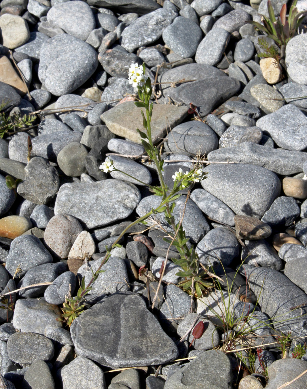 Image of Draba incana specimen.