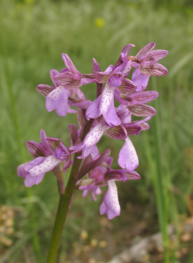 Image of Anacamptis morio ssp. caucasica specimen.