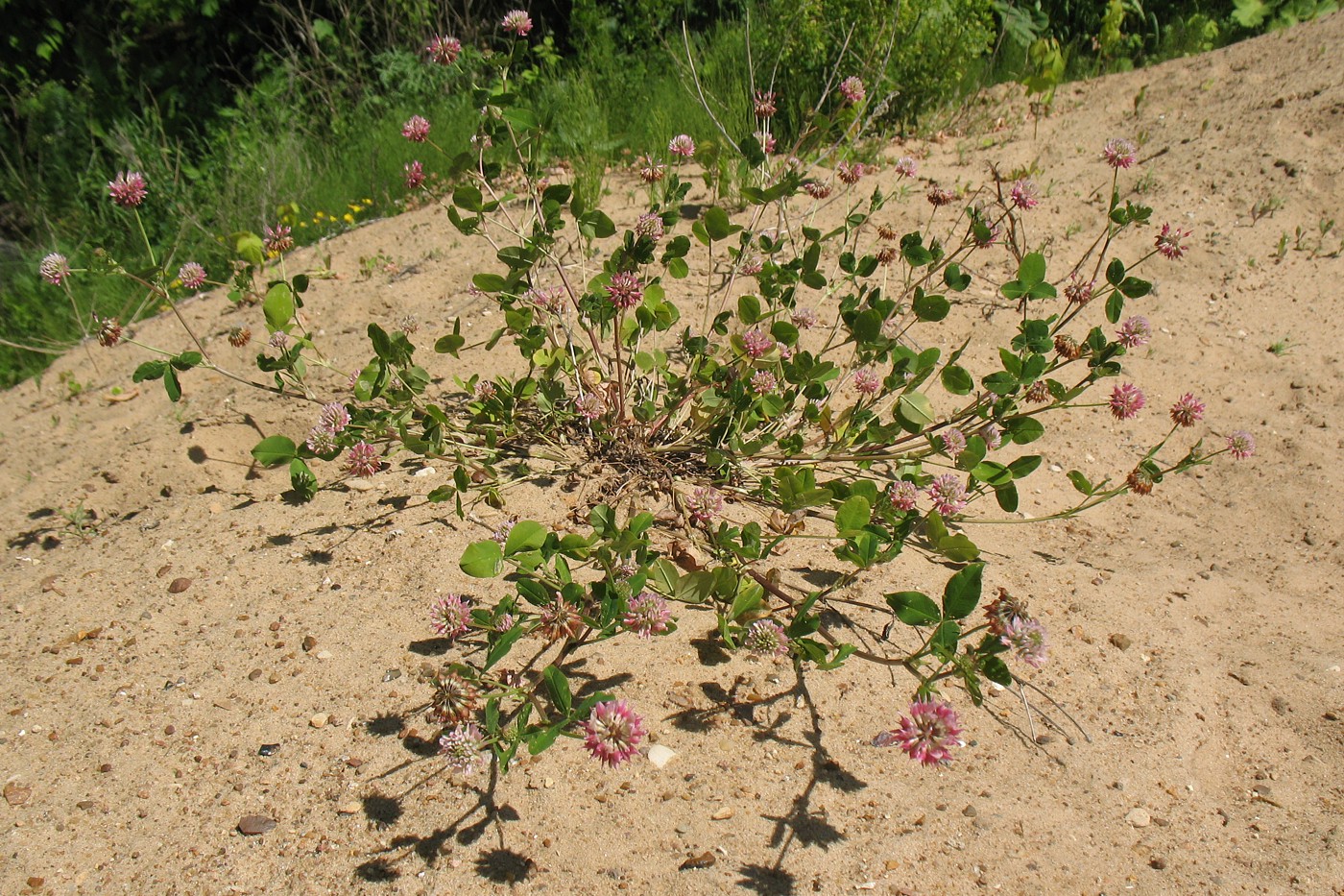 Изображение особи Trifolium hybridum.