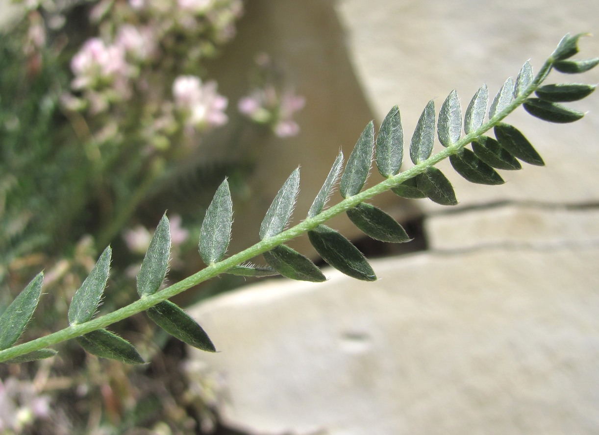 Image of Oxytropis dasypoda specimen.