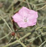 Convolvulus dorycnium