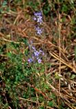 Phacelia tanacetifolia