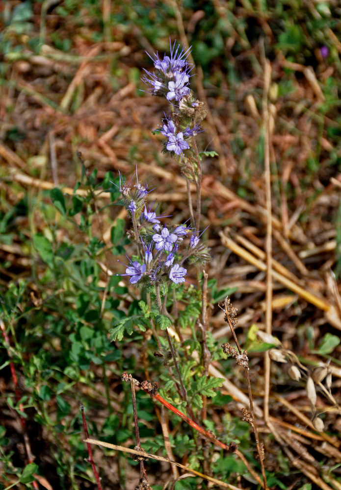 Image of Phacelia tanacetifolia specimen.