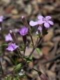 Saponaria ocymoides. Верхушка цветущего растения. Испания, автономное сообщество Каталония, провинция Жирона, комарка Ла-Гарроча, муниципалитет Салес-де-Льерка, разреженый дубовый лес, на слабо задернованном субстрате в расщелине скалы. 29.05.2019.