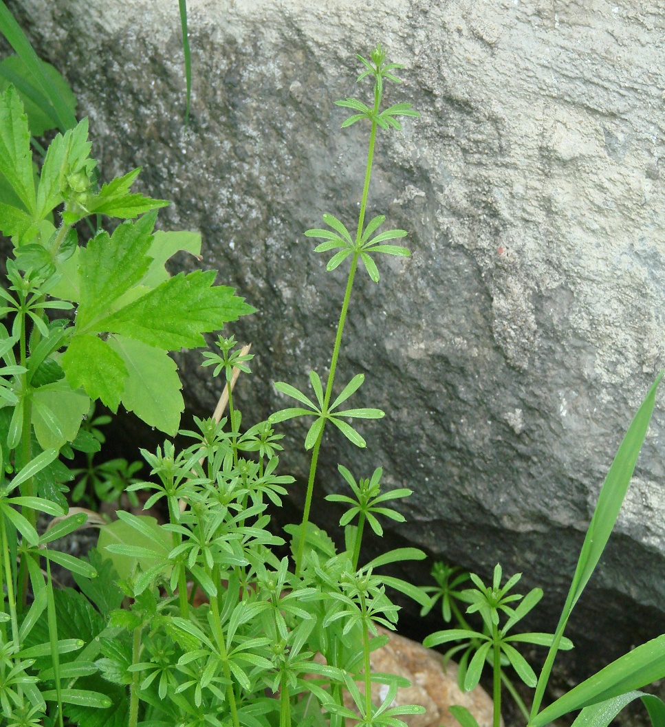 Image of Galium vaillantii specimen.